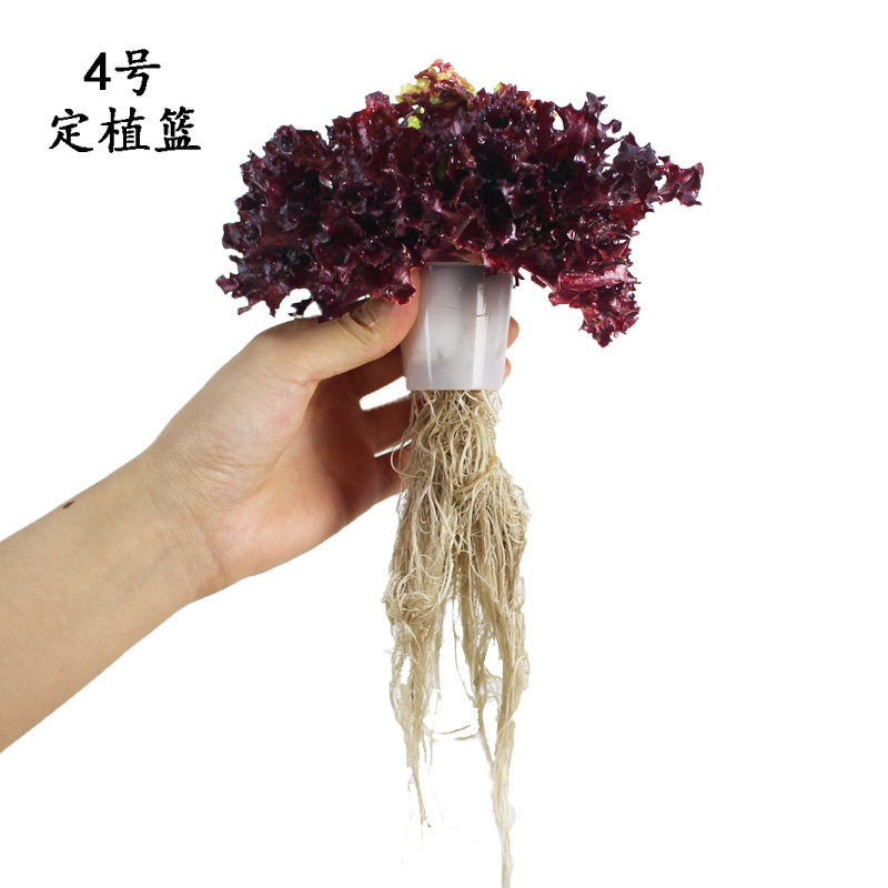 陽臺無土栽培設備植物固根器種植杯水培蔬菜4號定植籃