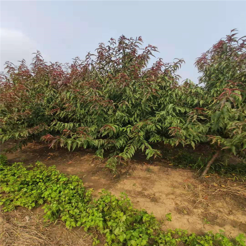 山東 9公分紅葉碧桃價格9公分紅葉碧桃基地