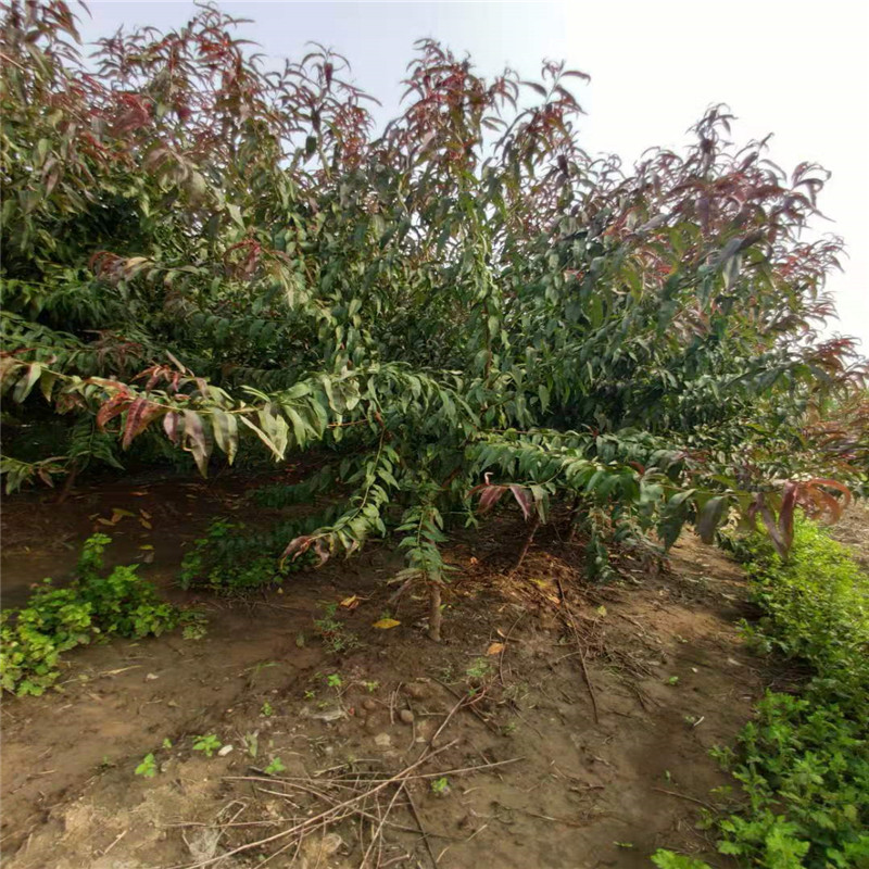 山東 9公分紅葉碧桃價格9公分紅葉碧桃基地