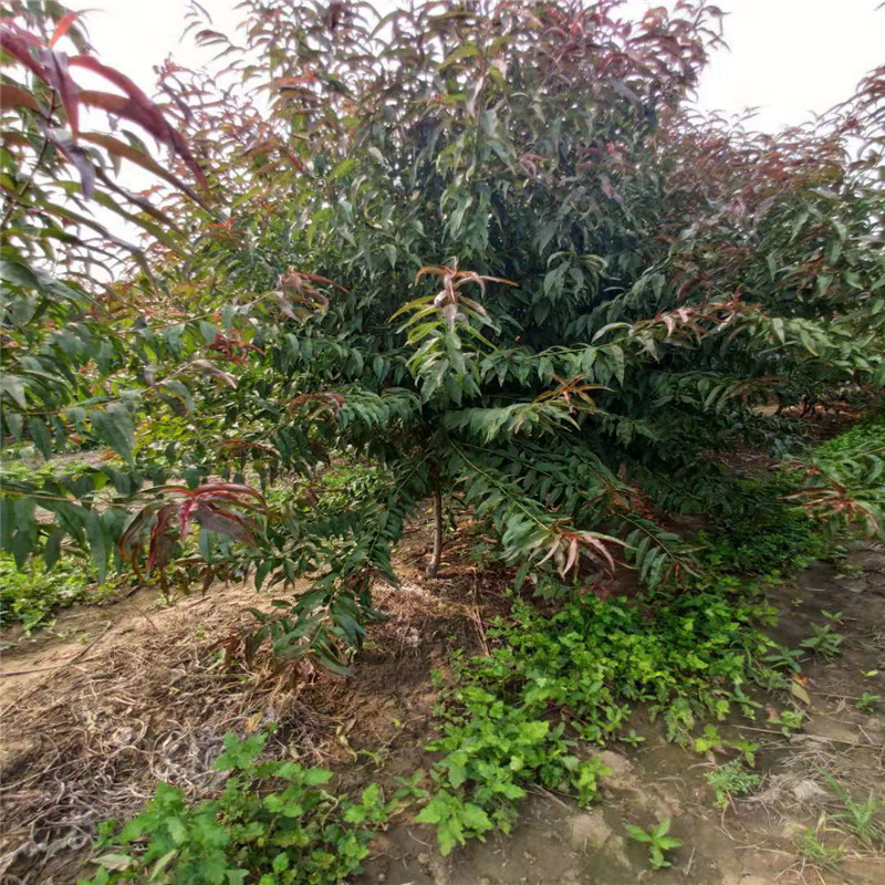 山東 9公分紅葉碧桃價格9公分紅葉碧桃基地