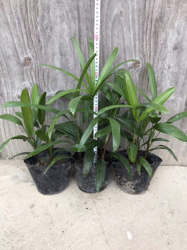 漳州地區(qū)哪里有大量供應(yīng)優(yōu)質(zhì)盆栽植物棕竹