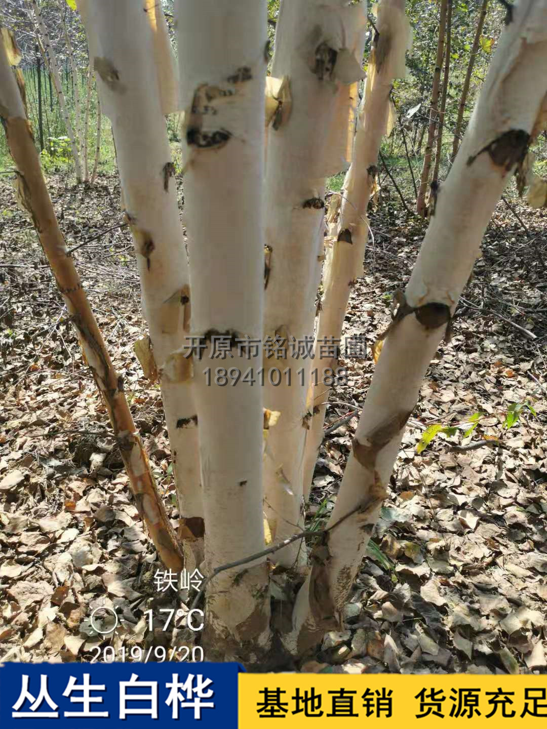 長(zhǎng)期供應(yīng)叢生白樺樹種植基地，遼寧優(yōu)質(zhì)叢生白樺樹基地直銷，遼寧叢生白樺樹供應(yīng)商