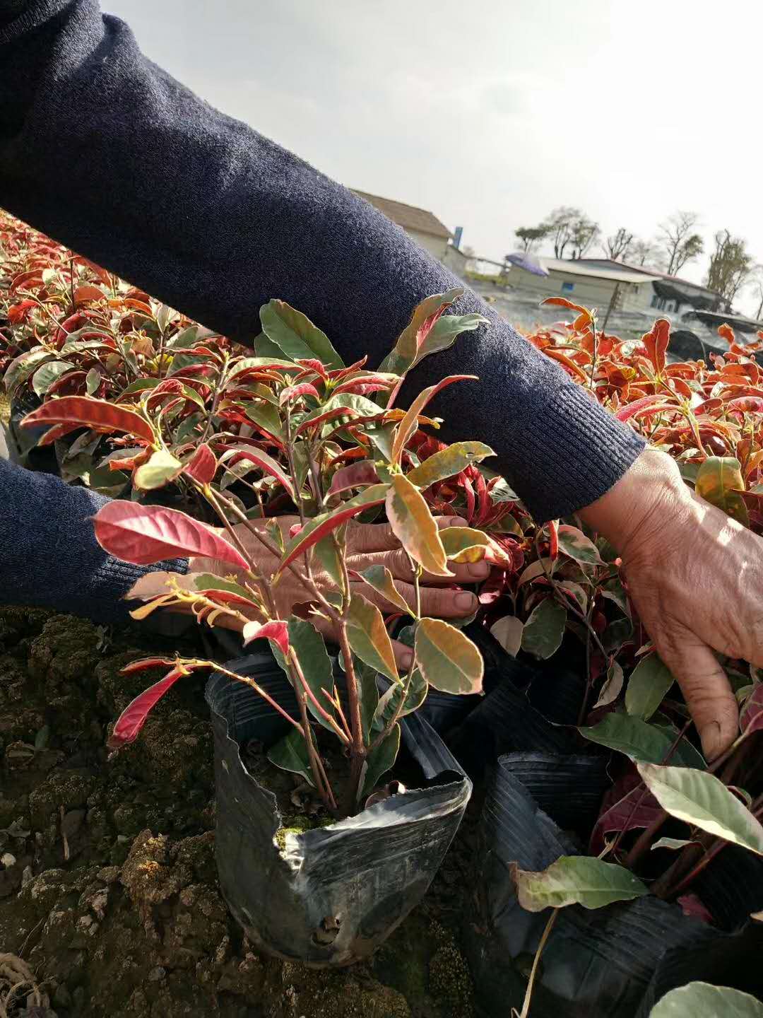 漳州基地大量供應(yīng)工程綠化袋苗杯苗小苗紅背桂