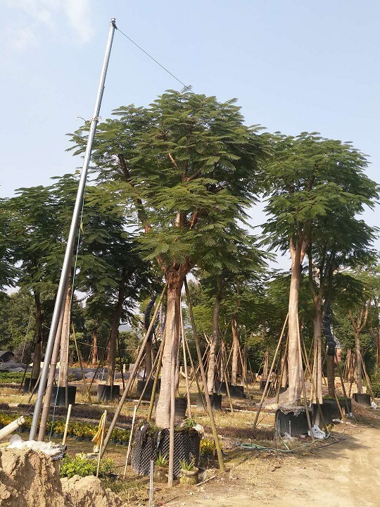 農(nóng)戶*直銷供應(yīng)行道造景風(fēng)景樹鳳凰木
