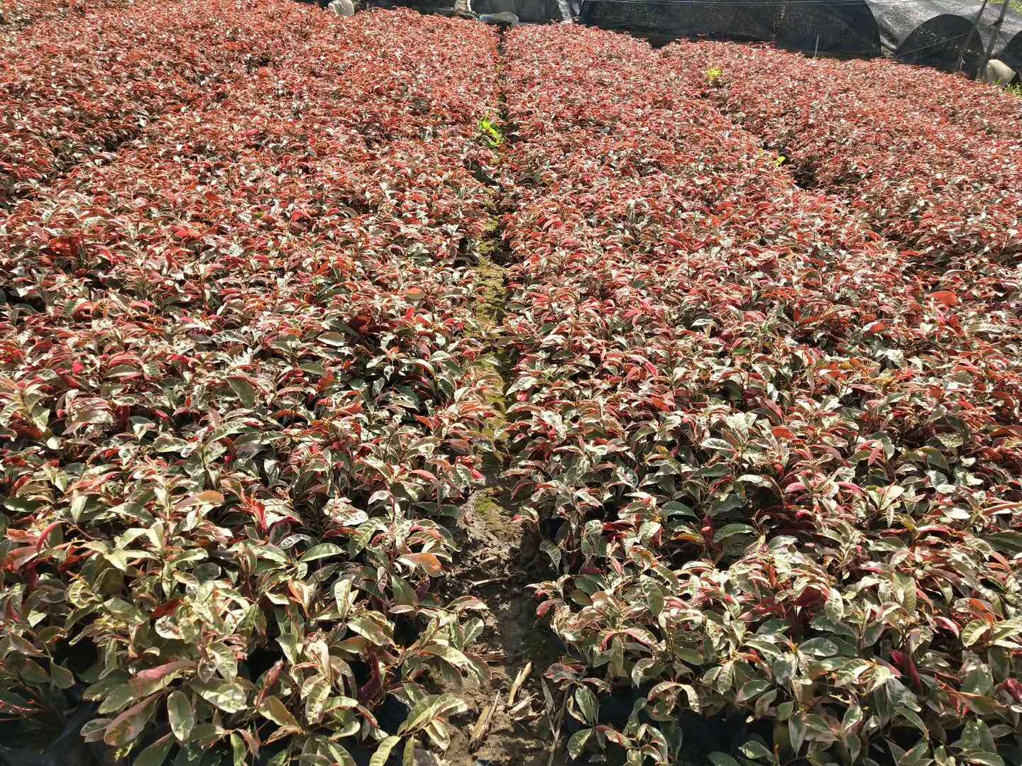 漳州基地大量供應(yīng)工程綠化袋苗杯苗小苗紅背桂