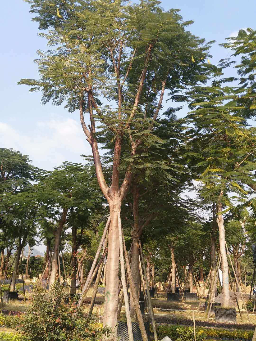 農(nóng)戶*直銷供應(yīng)行道造景風(fēng)景樹鳳凰木