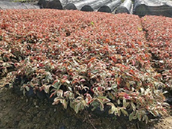 漳州基地大量供應(yīng)工程綠化袋苗杯苗小苗紅背桂