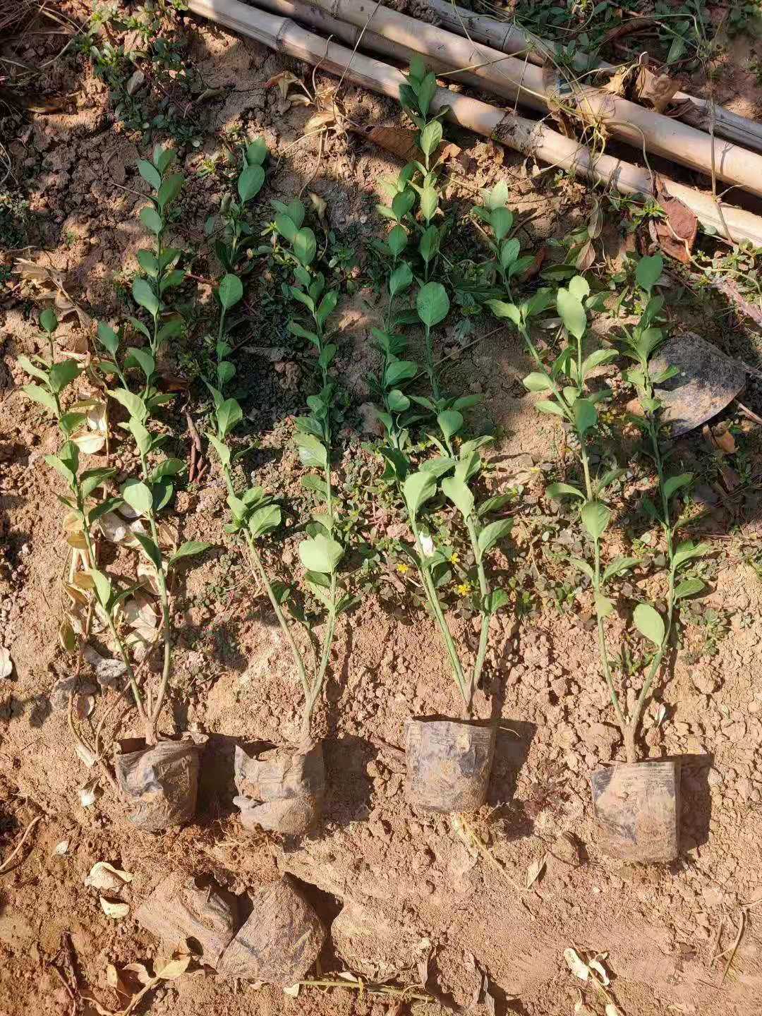 臨朐扶芳藤種植基地/山東扶芳藤價格/山東扶芳藤批發(fā)