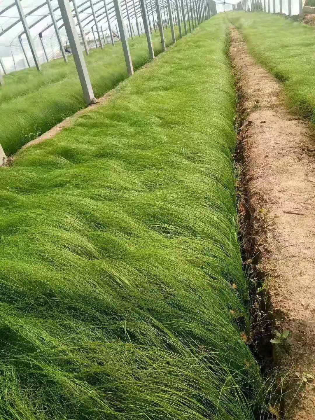 山東細(xì)葉針芒價(jià)格/山東細(xì)葉針芒種植基地/山東細(xì)葉針芒哪里賣