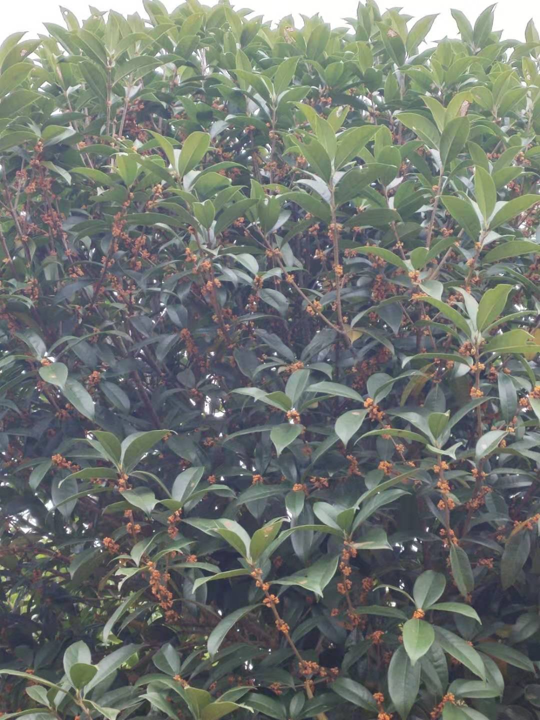 批發(fā)10公分*紅丹桂