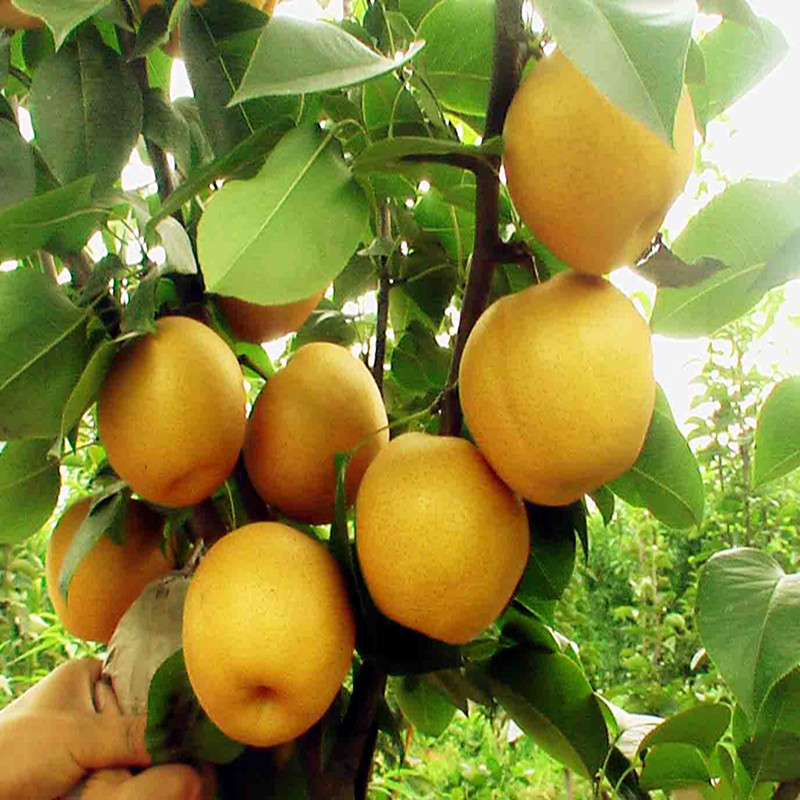 梨樹苗  梨樹苗價(jià)格