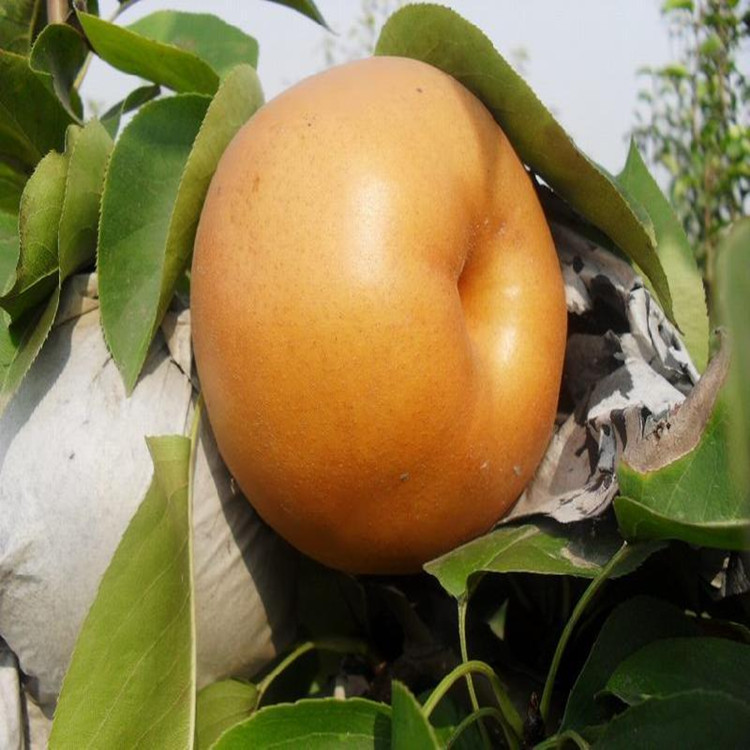 梨樹苗  梨樹苗價(jià)格