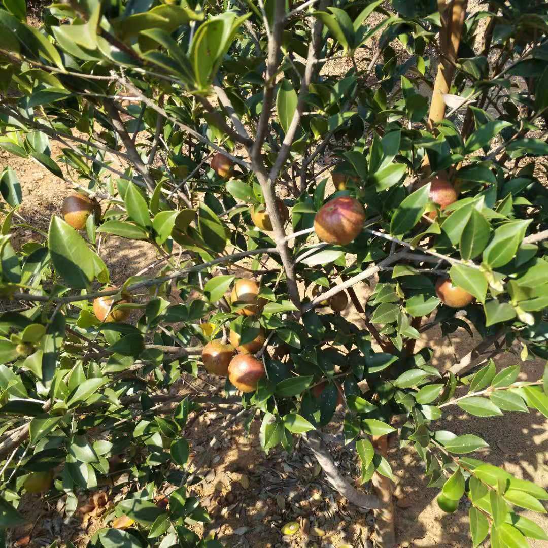 貴州油茶苗基地價(jià)格-熱銷(xiāo)-電話(huà)【攸縣勇財(cái)苗木專(zhuān)業(yè)合作社 】