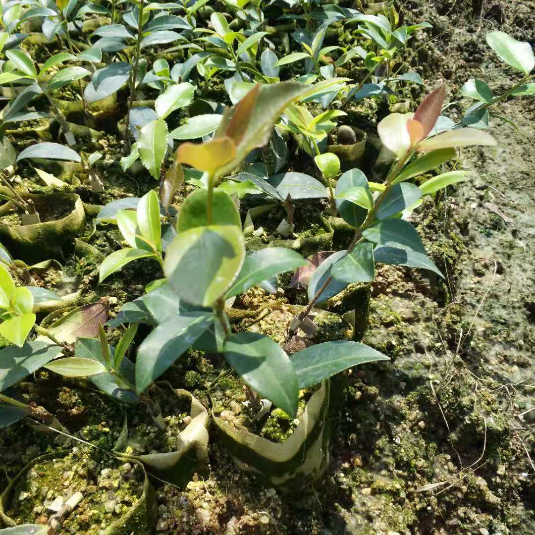 貴州油茶苗基地價(jià)格-熱銷(xiāo)-電話(huà)【攸縣勇財(cái)苗木專(zhuān)業(yè)合作社 】