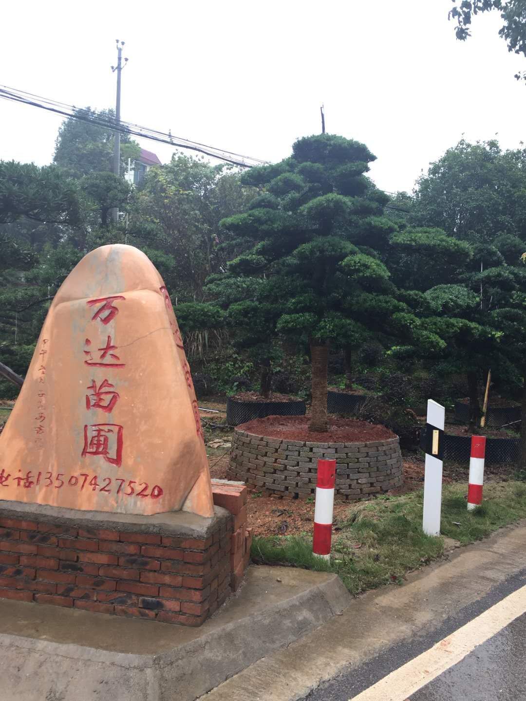 湖南園林假山配景造型羅漢松種植基地-羅漢松的景觀造型價格【瀏陽市柏加鎮(zhèn)萬達苗圃】
