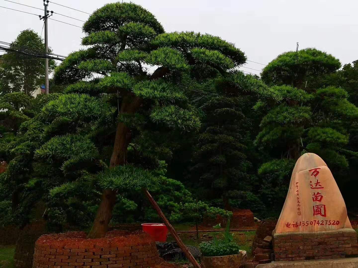 冠幅3米園林假山配景造型羅漢松產(chǎn)地種植基地在哪里？湖南4米-5米臨水式造型羅漢松哪里最多？廠家價格【瀏陽市柏加鎮(zhèn)萬達苗圃