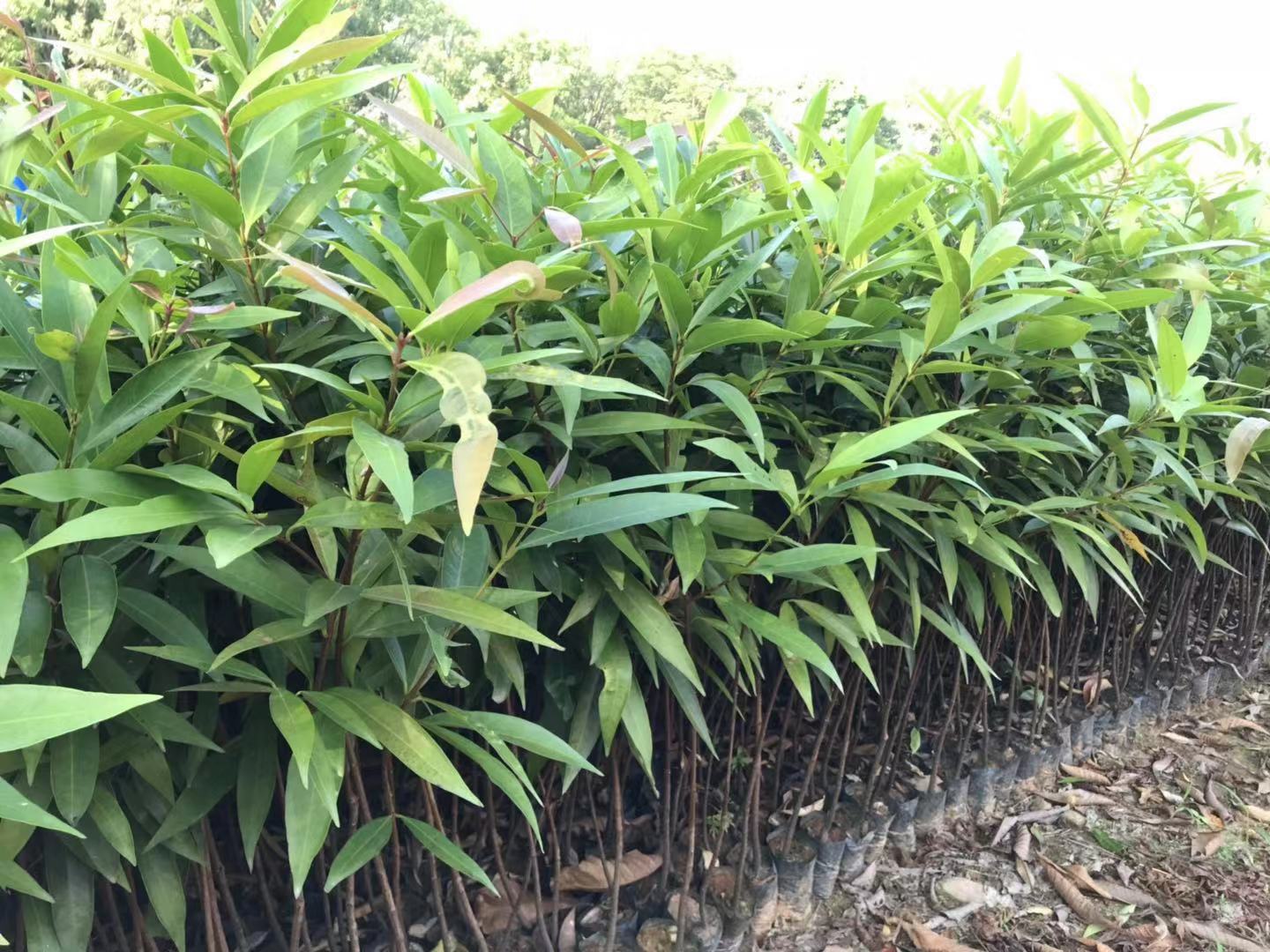 水浦桃、紫浦桃供應(yīng)價格、價錢、批發(fā)、【廣州匯森林業(yè)有限公司】