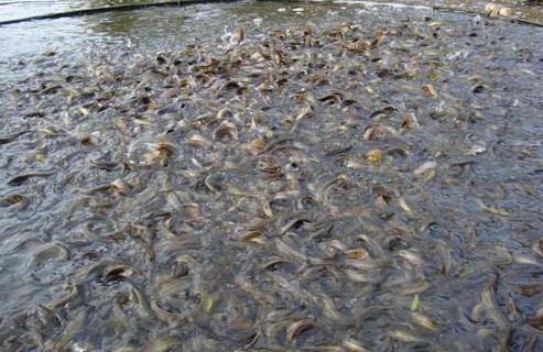 泥鰍養(yǎng)殖賺錢嗎？泥鰍養(yǎng)殖條件