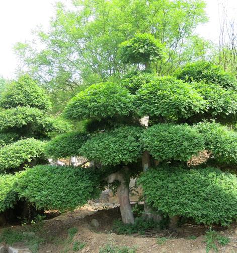 河南速生白臘種植基地，速生白臘批發(fā)，速生白臘報價