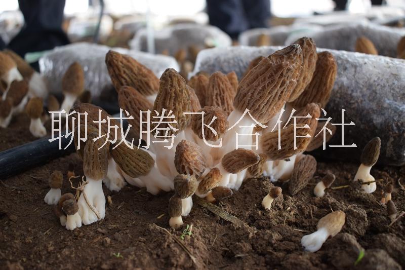 羊肚菌種植技術傳授家庭化小班傳授