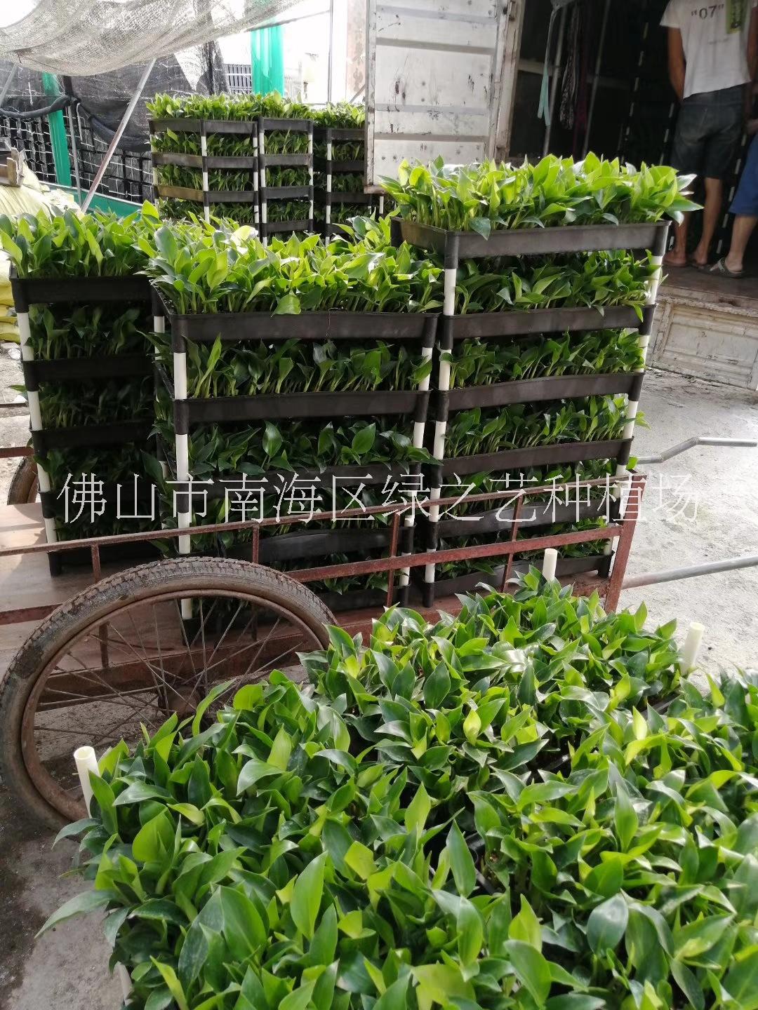 佛山市優(yōu)質(zhì)白花天堂鳥種苗基地-大量出售-報(bào)價(jià)-批發(fā)