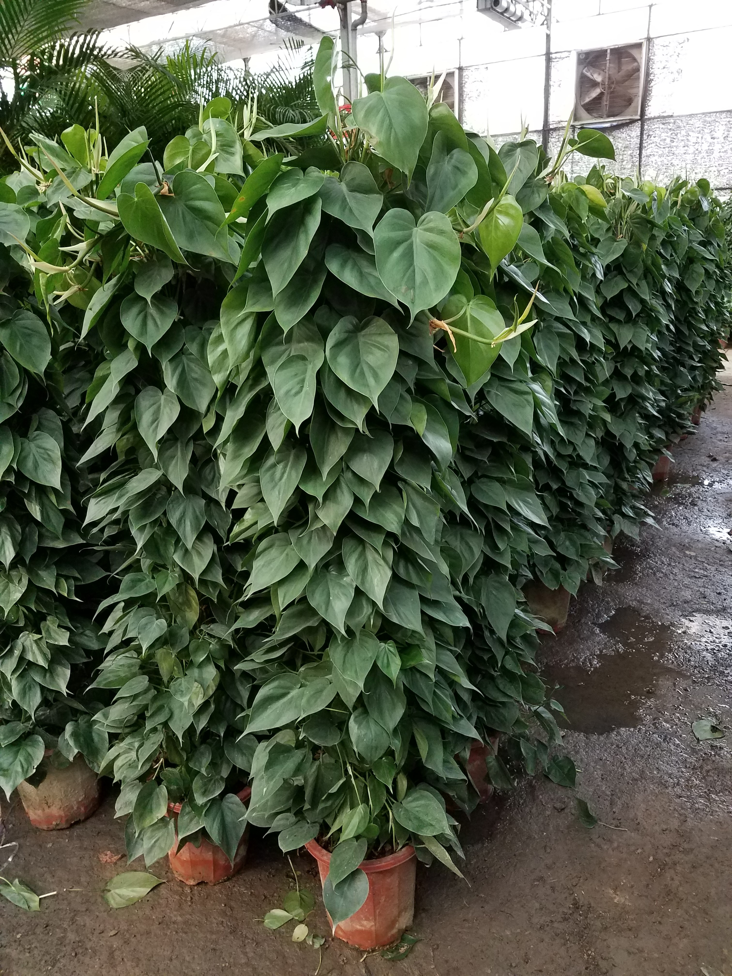 廣安門花卉市場、廣安門綠植租擺、廣安門花店 廣安門的花卉市場