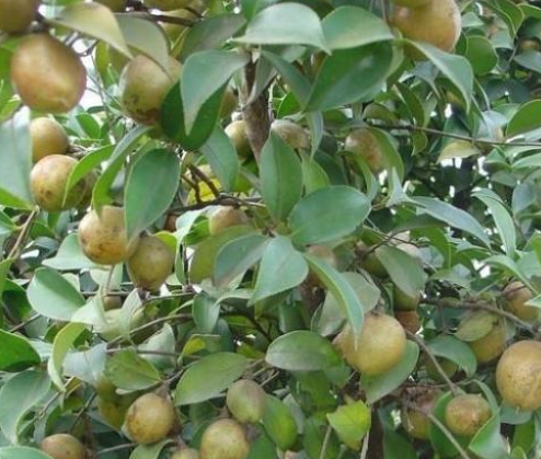 油茶種子供應(yīng)商  油茶種子報(bào)價(jià) 廣西油茶種子批發(fā)