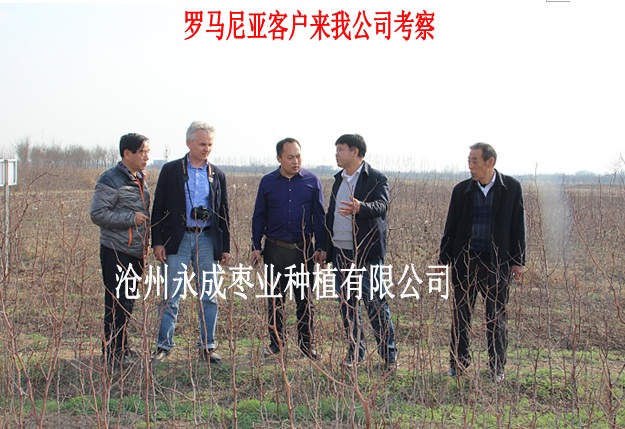 出口棗苗的檢疫及參數(shù)要求？