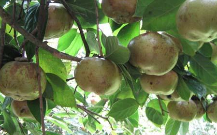 油茶種子供應(yīng)商  油茶種子報(bào)價(jià) 廣西油茶種子批發(fā)