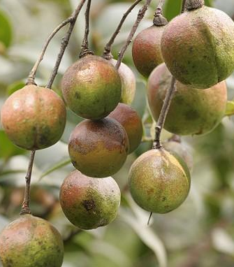 油茶種子供應(yīng)商  油茶種子報(bào)價(jià) 廣西油茶種子批發(fā)