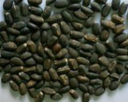 桐油種子報(bào)價(jià)   桐油種子供應(yīng)商 廣西桐油種子批發(fā)