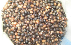 桐油種子報(bào)價(jià)   桐油種子供應(yīng)商 廣西桐油種子批發(fā)