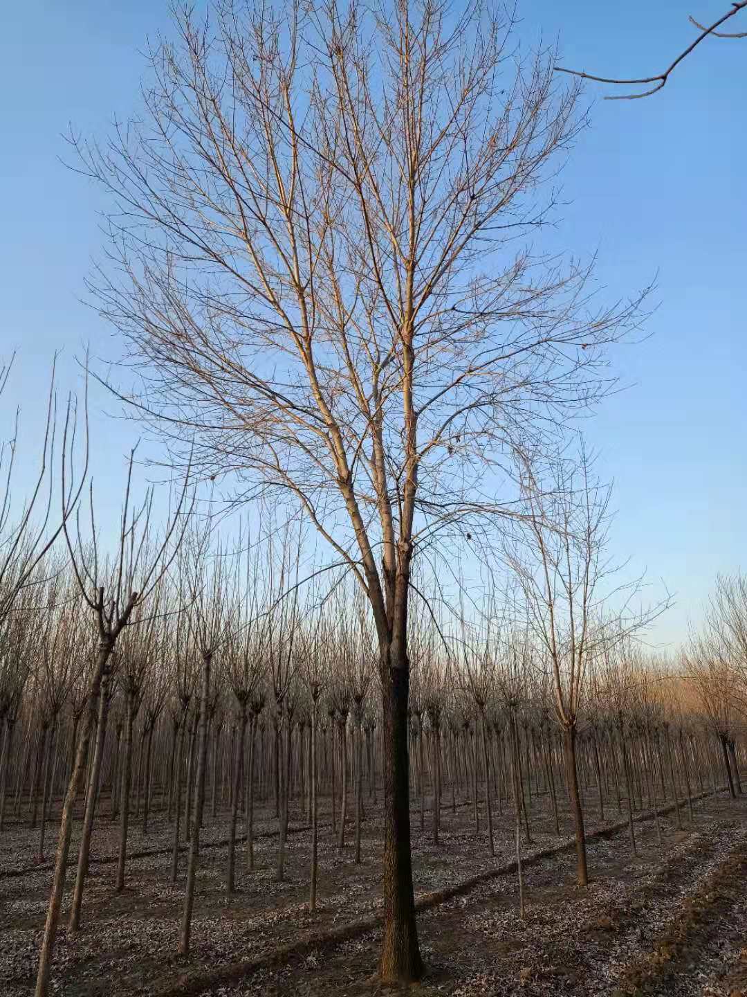 安徽28公分白蠟、種植、基地、批發(fā)、價格【惠民縣地之初苗木種植合作社】