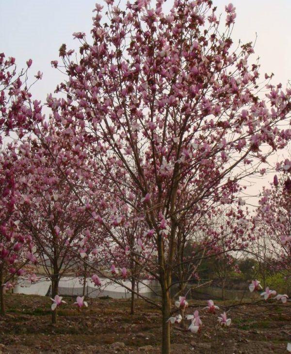 12公分紫玉蘭價(jià)格,11公分紫玉蘭價(jià)格,10公分紫玉蘭價(jià)格