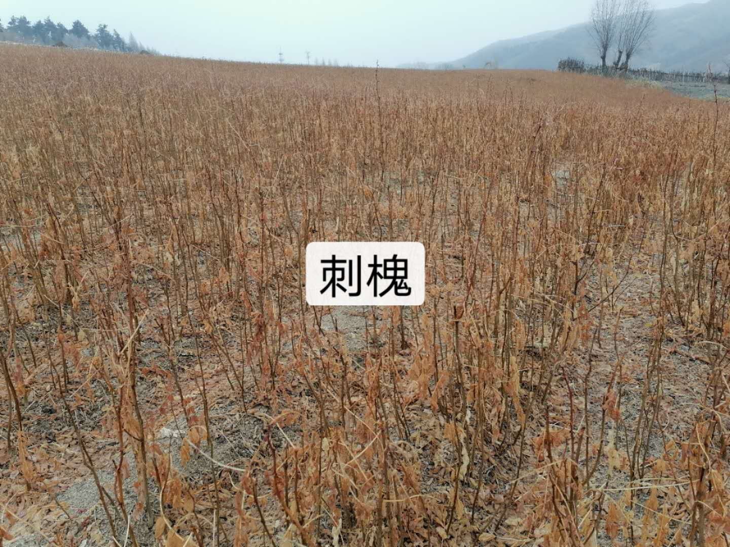 火炬供應(yīng)商
