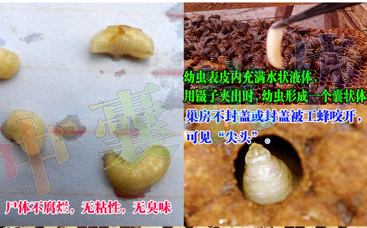 丹東中囊抗體500ml*產(chǎn)品 國(guó)家* 適用于中蜂爛子病 中囊病 中蜂囊狀幼蟲(chóng)病 蜜蜂叼蛹病