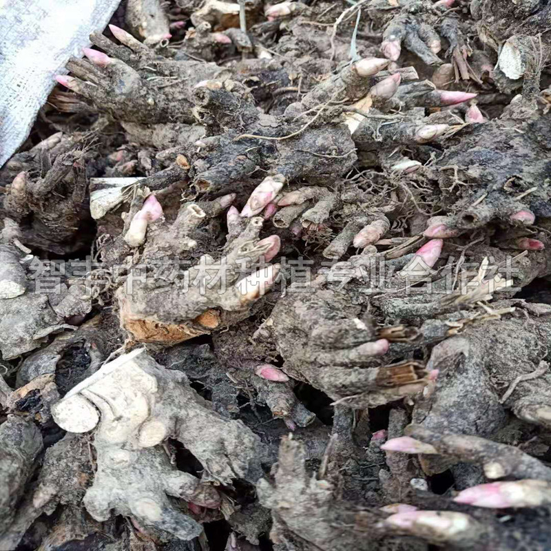曲靖芍藥的生育期、芍藥一年苗多少錢棵【智豐中藥材種植專業(yè)合作社】