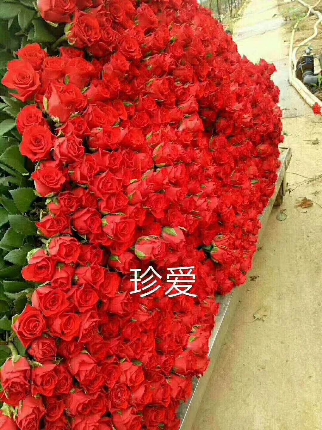 珍愛玫瑰花價格 珍愛玫瑰花廠家 云南珍愛玫瑰花