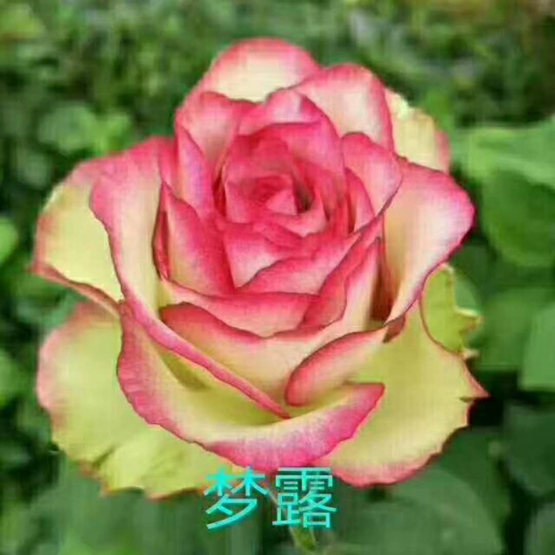 夢露玫瑰花哪家好 夢露玫瑰花哪家便宜 云南夢露玫瑰花