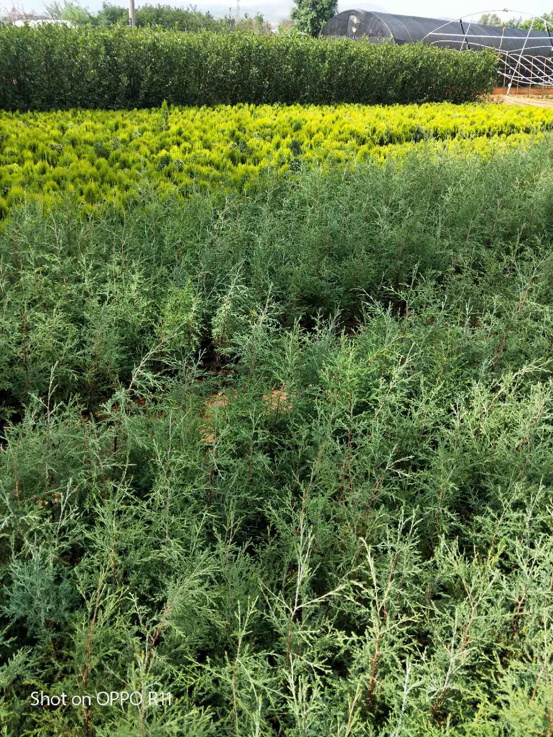 藏地柏苗種植地供應(yīng)商 藏柏樹苗