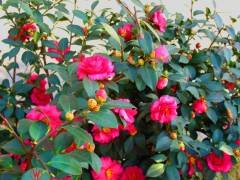 宜良市茶梅花苗種植地