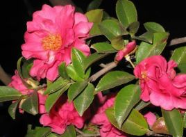 宜良市茶梅花苗種植地