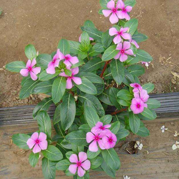 長春花@福建基地直銷綠化地被苗長春花量大從優(yōu)