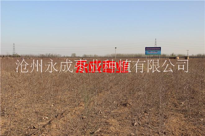 出售沾化冬棗苗 出售南方冬棗苗100萬(wàn)株