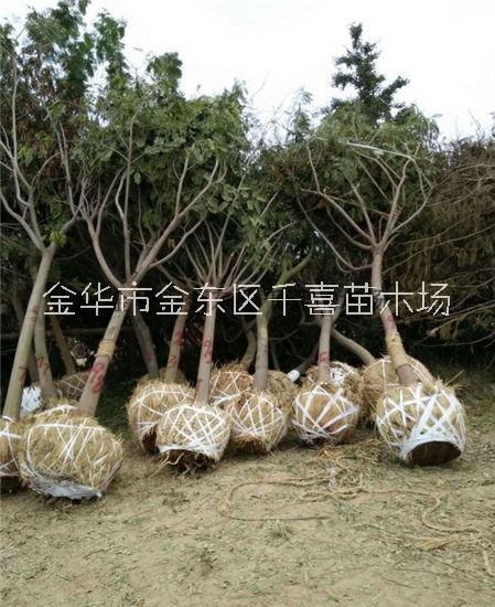 浙江合歡 直徑10公分合歡供應(yīng)找金華千喜苗木