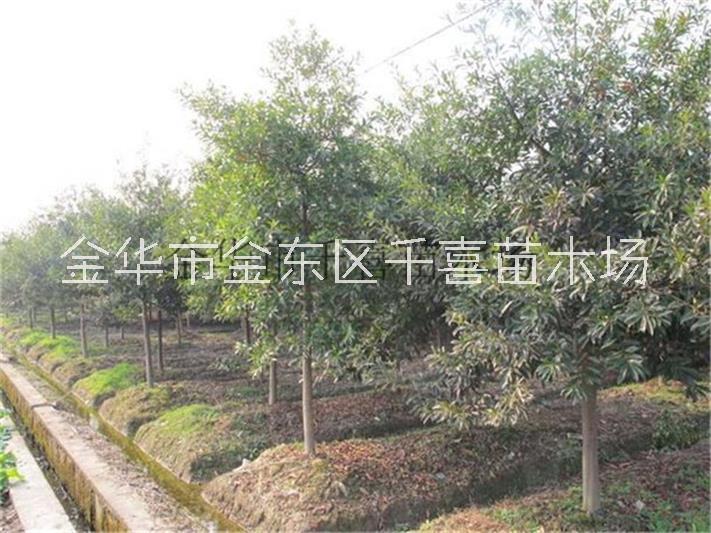 浙江杜英 直徑5-30公分杜英行道樹供應(yīng)找金華千喜苗木