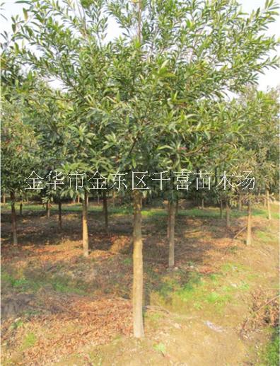 浙江杜英 直徑5-30公分杜英行道樹供應(yīng)找金華千喜苗木