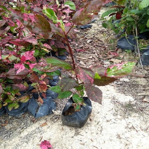 福建苗木基地供應(yīng)名花彩葉扶桑袋苗