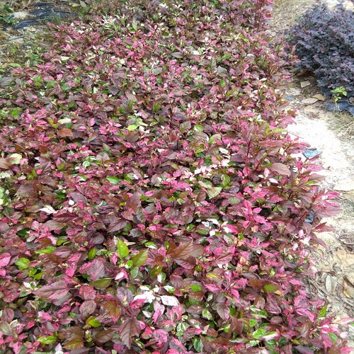 福建苗木基地供應(yīng)名花彩葉扶桑袋苗