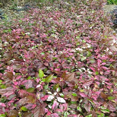 福建苗木基地供應(yīng)名花彩葉扶桑袋苗